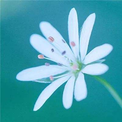 无忧玩梵天仙域手游下载